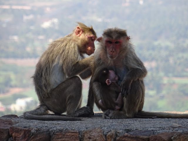 Badami